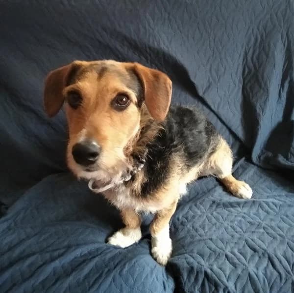 RASHEK, male puppy Jack Russell Terrier for adoption at Protectora Defensa Animal Palentina