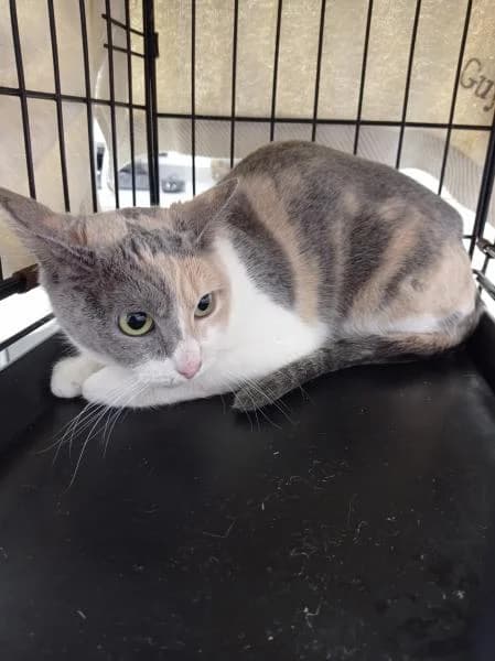 Haizea, female 7yo European Shorthair for adoption at Protectora Defensa Animal Palentina