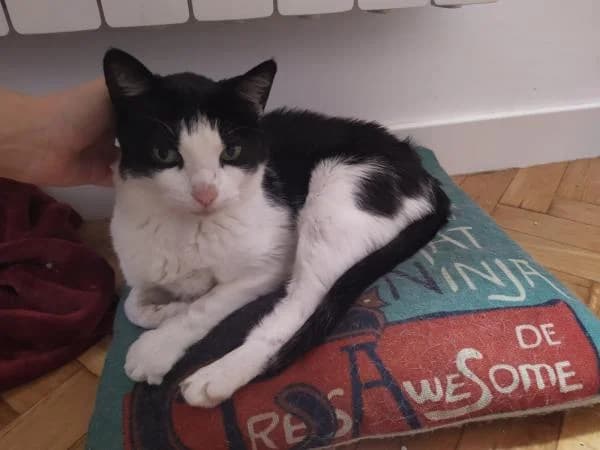 Tilo, male 5yo European Shorthair for adoption at Protectora Defensa Animal Palentina