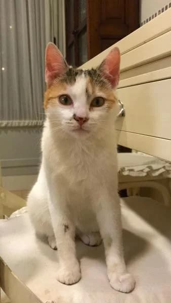 Mut, female 4yo European Shorthair for adoption at Protectora Defensa Animal Palentina