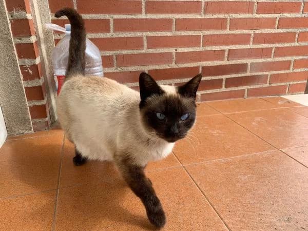 Miga de Pan, female senior Siamese for adoption at Protectora Defensa Animal Palentina