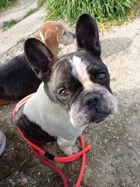 Roquefort, male senior French Bulldog for adoption at Protectora Defensa Animal Palentina