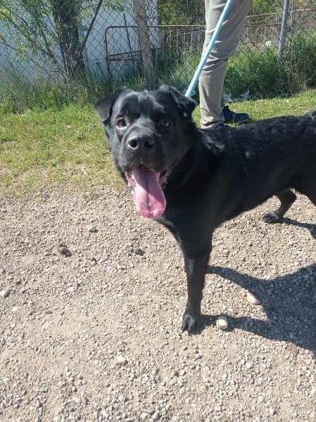Nelson, male 5yo Mixed Breed for adoption at Protectora Defensa Animal Palentina