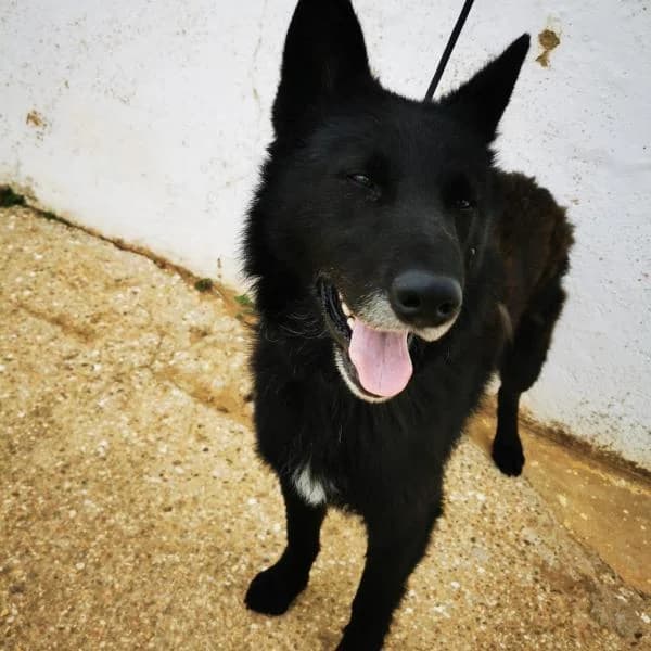 Lolo, male senior Mixed Breed for adoption at Protectora Defensa Animal Palentina