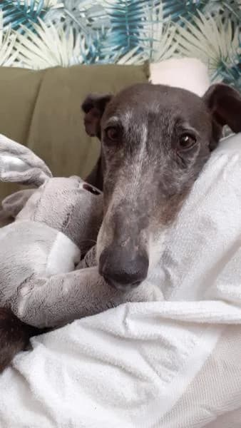 Dante, female senior Galgo Español for adoption at Protectora Defensa Animal Palentina