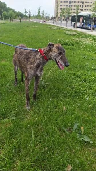 As, male 6yo Galgo Español for adoption at Protectora Defensa Animal Palentina