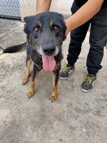 Lucho, male senior Belgian Malinois for adoption at Protectora Defensa Animal Palentina