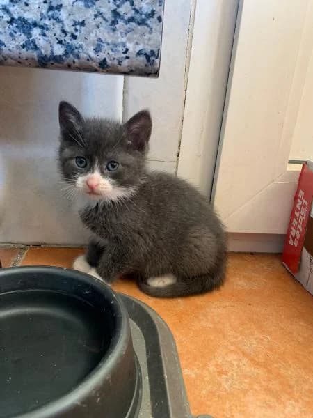 Grisina, female 4yo European Shorthair for adoption at Protectora Defensa Animal Palentina