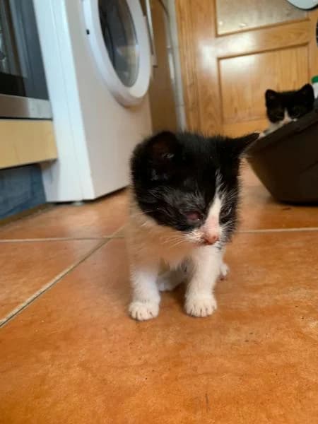 Blanquillo, male 4yo European Shorthair for adoption at Protectora Defensa Animal Palentina