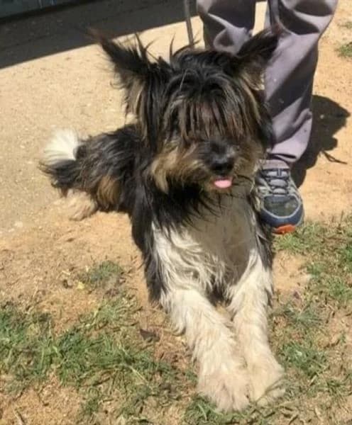 Río, male 5yo Mixed Breed for adoption at Protectora Defensa Animal Palentina