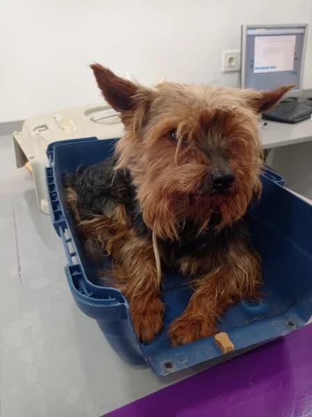 Amador, male senior Yorkshire Terrier for adoption at Protectora Defensa Animal Palentina