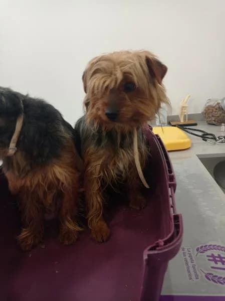 Nena, female senior Yorkshire Terrier for adoption at Protectora Defensa Animal Palentina