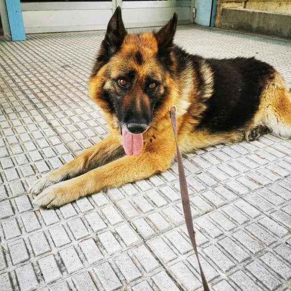 Greta, female senior German Shepherd for adoption at Protectora Defensa Animal Palentina