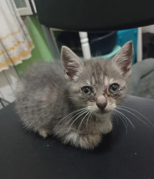 EMILIE, female 4yo European Shorthair for adoption at Protectora Defensa Animal Palentina