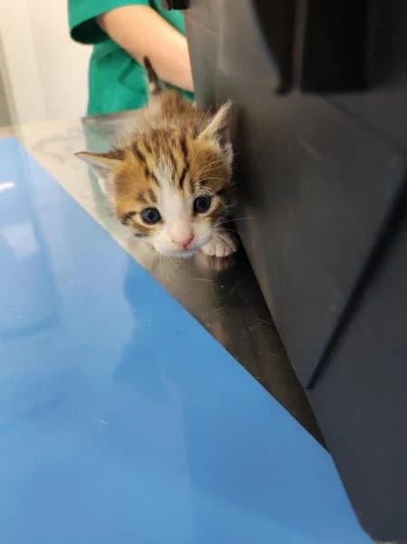 ADAN, male 3yo European Shorthair for adoption at Protectora Defensa Animal Palentina