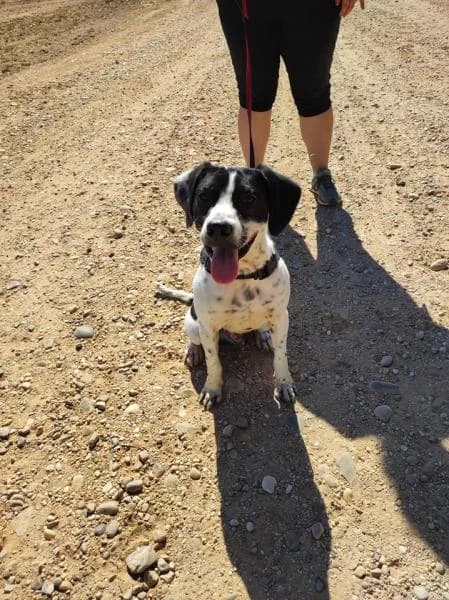 Hugo, male 5yo Mixed Breed for adoption at Protectora Defensa Animal Palentina