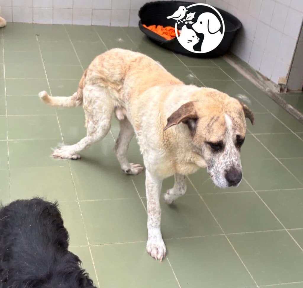 BARTOLO, male Spanish Mastiff for adoption at Protectora de Gipuzkoa