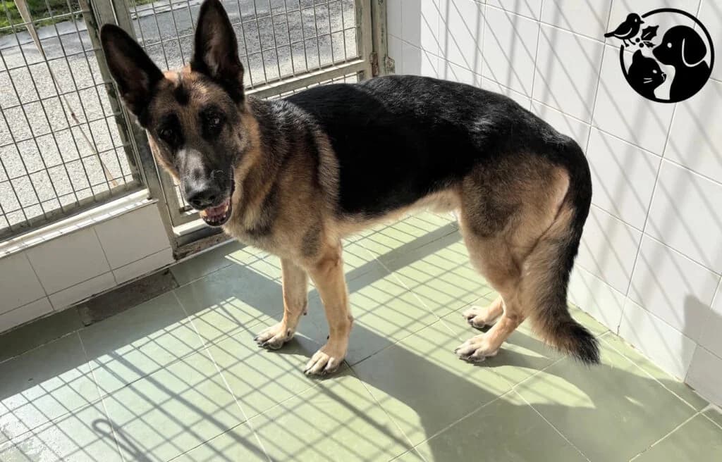 BULL, male 7yo German Shepherd for adoption at Protectora de Gipuzkoa