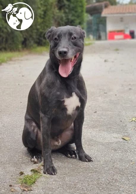 DRAX, male 5yo Mixed Breed for adoption at Protectora de Gipuzkoa