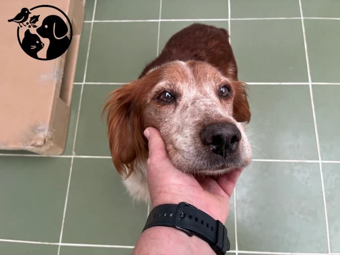 Gumer, male senior mixed breed for adoption at Protectora de Gipuzkoa