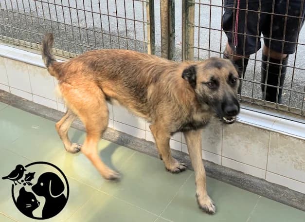 HARTZ, male young Belgian Malinois for adoption at Protectora de Gipuzkoa
