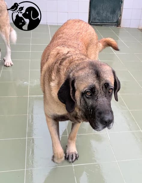 Helmet, male young Spanish Mastiff for adoption at Protectora de Gipuzkoa