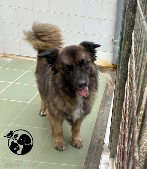 KIXKUR, male 5yo Mixed Breed for adoption at Protectora de Gipuzkoa