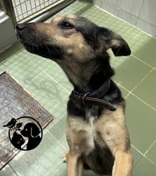 Luna, female young Mixed Breed for adoption at Protectora de Gipuzkoa