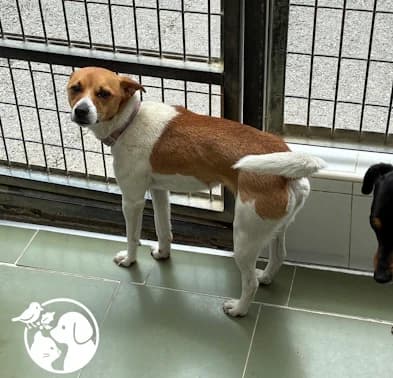 Max, male young Mixed Breed for adoption at Protectora de Gipuzkoa