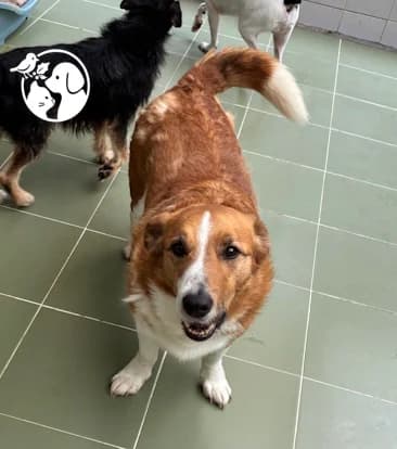 Osito, male senior Mixed Breed for adoption at Protectora de Gipuzkoa