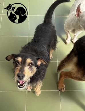 Pintto, male 6yo Mixed Breed for adoption at Protectora de Gipuzkoa