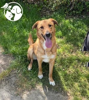 ROKO, male young Mixed Breed for adoption at Protectora de Gipuzkoa