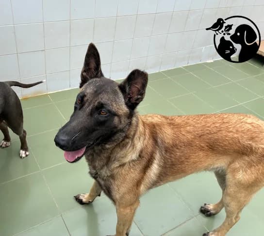 SIMON, male young Belgian Malinois for adoption at Protectora de Gipuzkoa