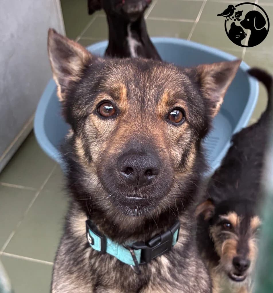 Sua, male young Mixed Breed for adoption at Protectora de Gipuzkoa