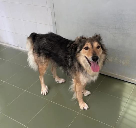 THOR, male 5yo Mixed Breed for adoption at Protectora de Gipuzkoa