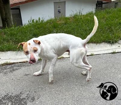 Tony, male 3yo Pit Bull Terrier for adoption at Protectora de Gipuzkoa