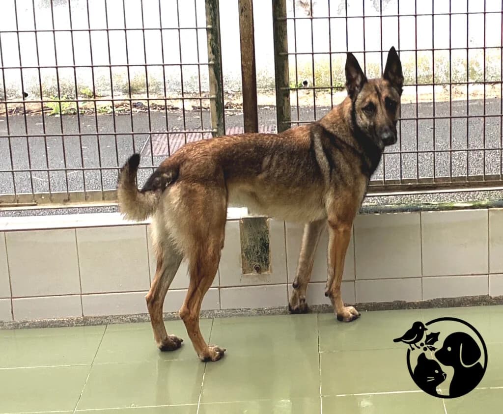 Txula, female 3yo Belgian Malinois for adoption at Protectora de Gipuzkoa