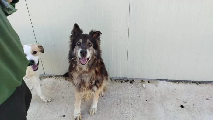 OSO, male senior German Shepherd for adoption at Protectora de Ibi, Ibi (Alicante)