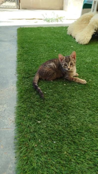 CAMELIA, female puppy European Shorthair for adoption at Protectora de Ibi, Ibi (Alicante)