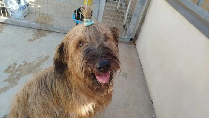 Luna, female 3yo mixed breed for adoption at Protectora de Ibi, Ibi (Alicante)