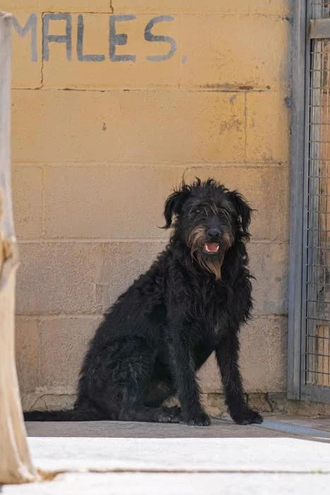 Pascual, male young Mixed Breed for adoption at Protectora de Ibi, Ibi (Alicante)