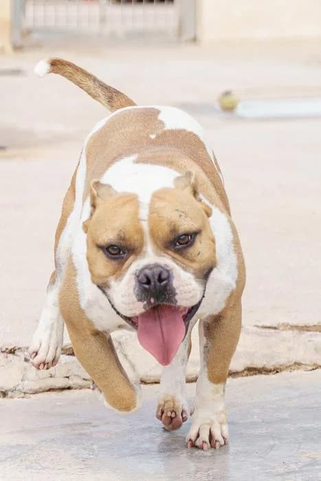 SONGOKU, female 3yo mixed breed for adoption at Protectora de Ibi, Ibi (Alicante)