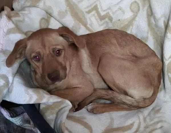 Mauro, male 4yo Mixed Breed for adoption at Protectora Animales La Nucia, La Nucia