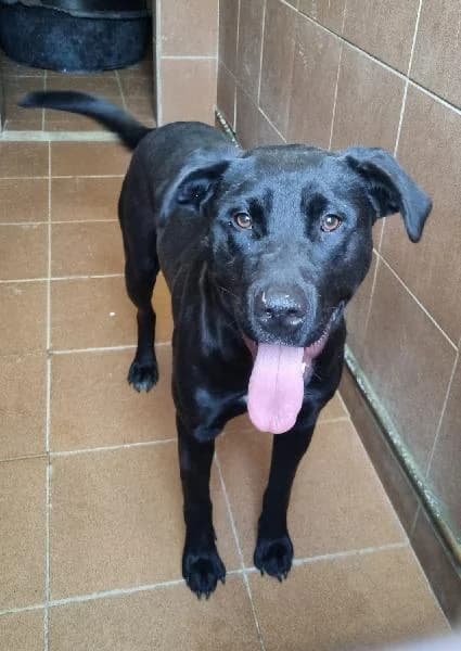 Mokka-Adoptada, female 4yo Pointer for adoption at Protectora Animales La Nucia, La Nucia