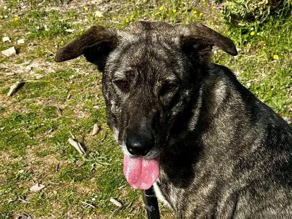 Isis, female 4yo Pointer for adoption at Protectora Animales La Nucia, La Nucia