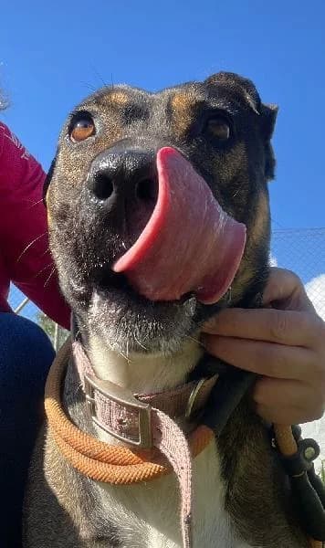 Oria, female 4yo Pointer for adoption at Protectora Animales La Nucia, La Nucia