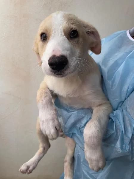 Pancho, male puppy Pointer for adoption at Protectora Animales La Nucia, La Nucia