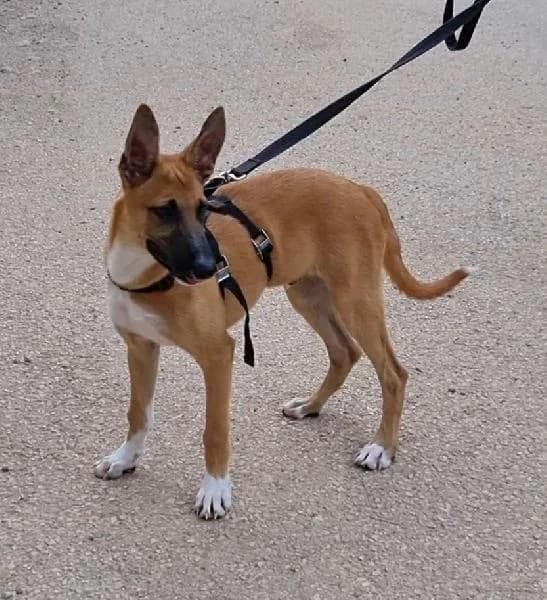Namira, female 4yo Pointer for adoption at Protectora Animales La Nucia, La Nucia