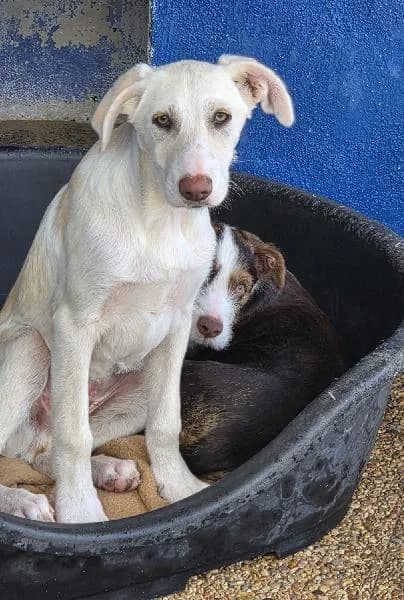 June, female senior Pointer for adoption at Protectora Animales La Nucia, La Nucia