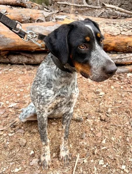 Pompeya, female 4yo Pointer for adoption at Protectora Animales La Nucia, La Nucia